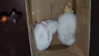 Two Bunny Playing Around