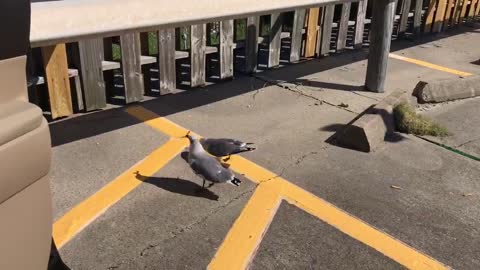 Galveston Seagulls
