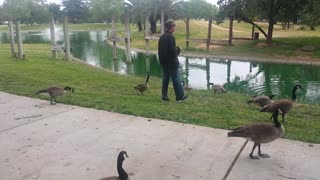 Feeding Ducka and Geese