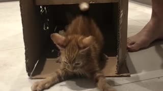 Ginger Kitten Plays Knock Knock