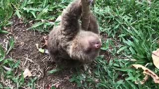 Baby Sloth Rescue Makes Precious Sounds