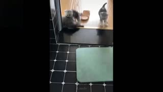 Little cute funny cats