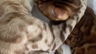 Bengal cats in love