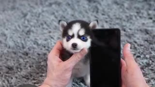 very small husky puppy