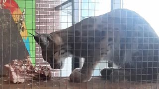 lynx plays with meat
