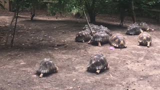 Feeding time for tortoises