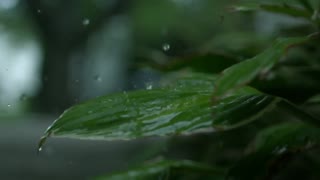 When the raindrops fall on the leaves
