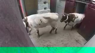 Best animal fights very Dangerous Bulls Fight video