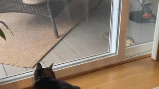 Cat meets squirrel but can't get to squirrel.