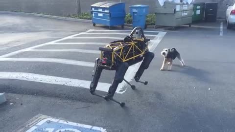 Dogs vs Robot