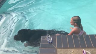 Newfoundland Dog Displays Water Rescue Instincts