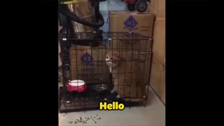CAT SAYING "HELLO"
