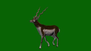 green keying running compound animal antelope