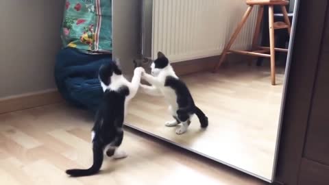 Funny cute cat playing with mirror