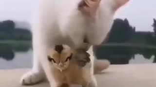 The cat plays with chicks