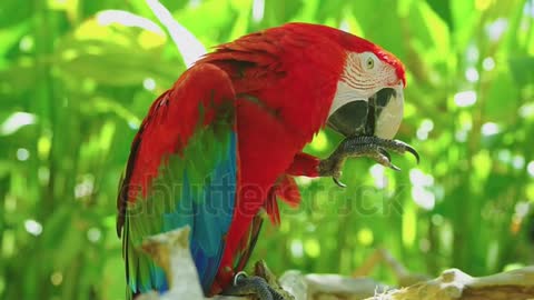 amazon red parrot