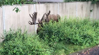 Large Moose Angles Antlers to Squeeze Through Gate