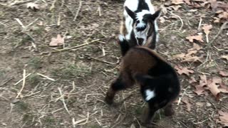 Newborn Triplet Goats Playing