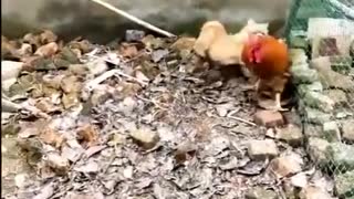 Chicken VS Dog Fight FUNNY VIDEO PRANK
