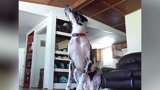 Hilarious dog video compilation