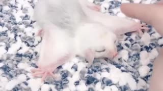 Dreaming sugar glider is just the sweetest thing ever
