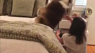 Fearless dog repeatedly performs "trust fall" with owner