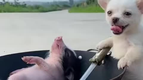 Pig and Baby Dog Cute and Funny 2021