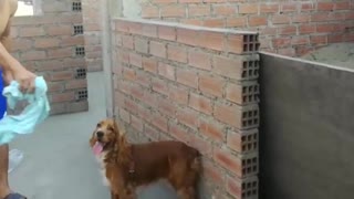 Perro salta y juega con su dueño