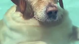 Relaxing Doggo Stands Like Human in Pool