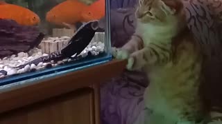 Aquarium Fishing