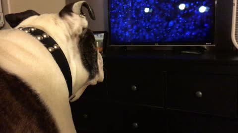 English Bulldog deeply intrigued by children's movie