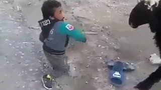 YOUNG FIGHTER VS SHEEP