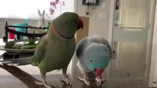Parrot Brothers Adorably Talk To Each Other