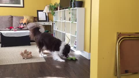 Smart Border Collie Puts On A Show For The Hidden Camera