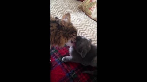 Mother cat cleans her adorable kitten