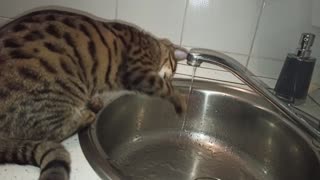 The cat plays with water.