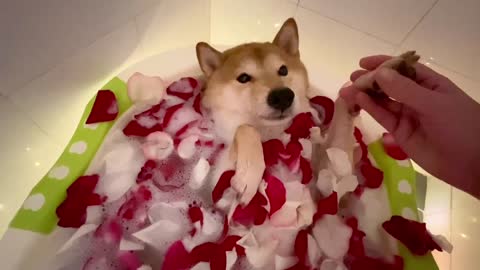 Shiba Inu Takes A Relaxing & Romantic Bath