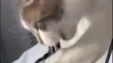 Cat fighting with girl 😂😂😂 #cat #cats #viral #trending #rumble #shorts