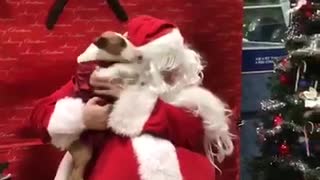 Dog Can't Contain Excitement When Meeting Santa