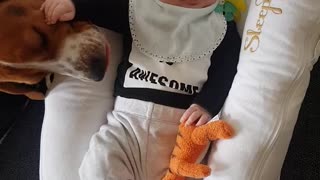 baby smiles when beagle licks his hands