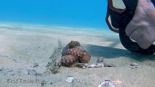Wiley Octopus Punches Diver