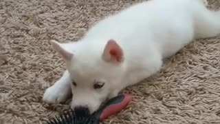 Husky Puppy fight with hair brush