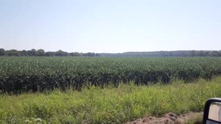 August 2020 Soybean Crop Kansas