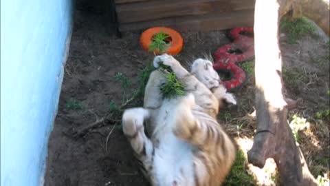 Playful tiger cub wrestles with plant