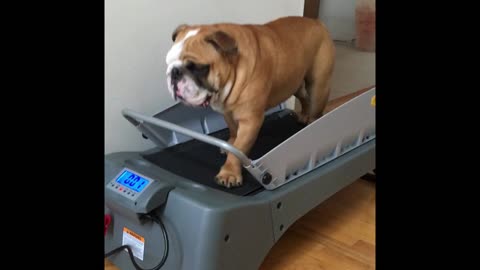 English Bulldog On A Treadmill