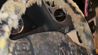Mold Takes Over Car