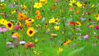 Colorful flower field, static shot