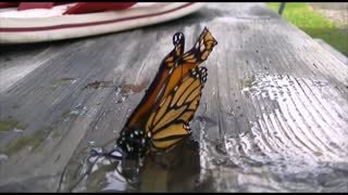 Butterfly takes a drink after being rescued from certain death