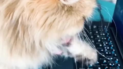 Cat using a brand new laptop funny video