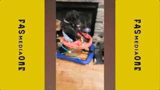 baby and dog hilarious video